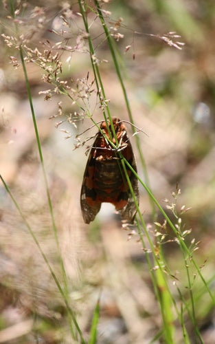 Ours brun — Bild 4
