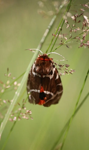 Ours brun — Bild 3
