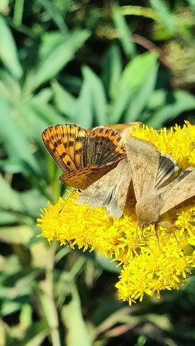 Papillon de feu brun — Bild 2