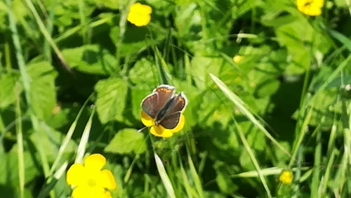 Papillon de feu brun — Bild 5