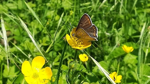 Papillon de feu brun — Bild 4