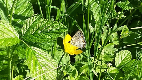 Papillon de feu brun — Bild 3