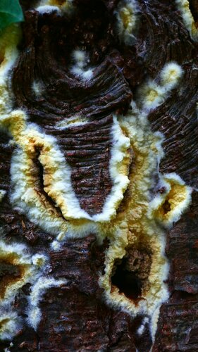 Pourriture brune de cave — photo 5 sur 34