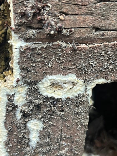 Pourriture brune de cave — Bild 4