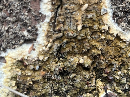 Pourriture brune de cave — Bild 2