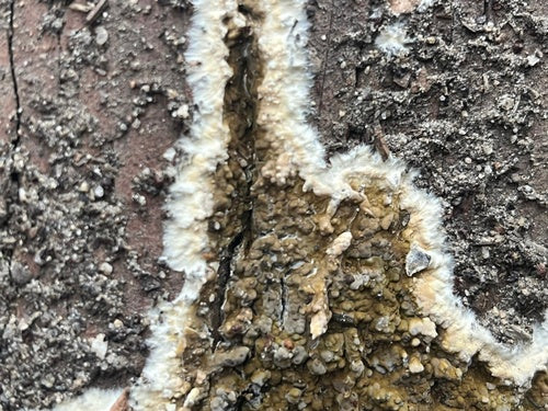 Pourriture brune de cave — Bild 1