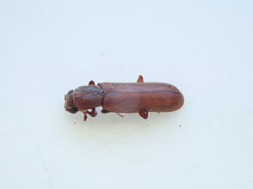 Coléoptère brun de l'aubier — Bild 2