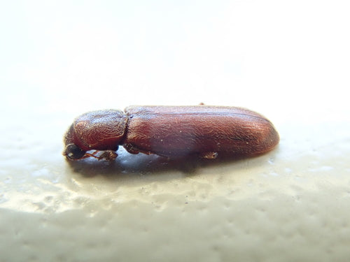 Coléoptère brun de l'aubier — Bild 1