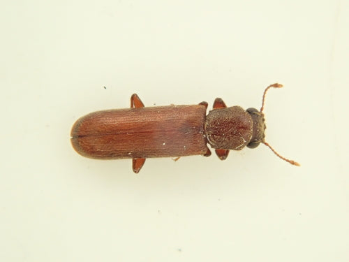 Coléoptère brun de l'aubier — photo 3 sur 17