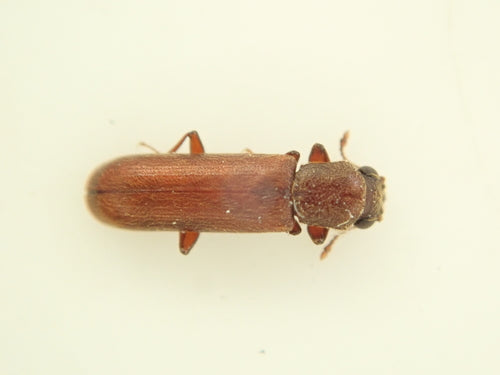 Coléoptère brun de l'aubier — photo 2 sur 17