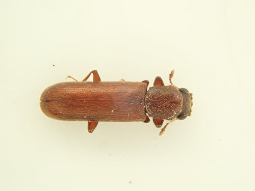 Coléoptère brun de l'aubier — photo 1 sur 17