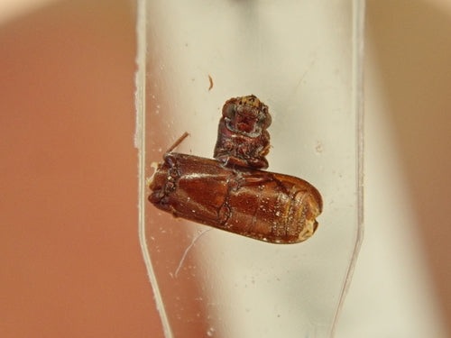 Coléoptère brun de l'aubier — Bild 5