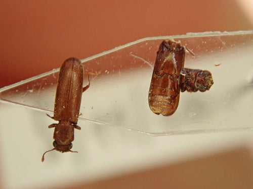 Coléoptère brun de l'aubier — Bild 4