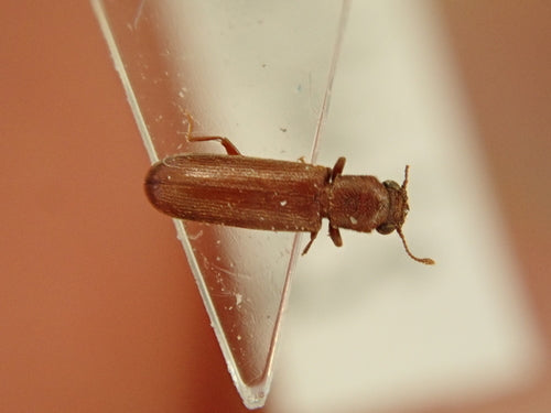 Coléoptère brun de l'aubier — Bild 3