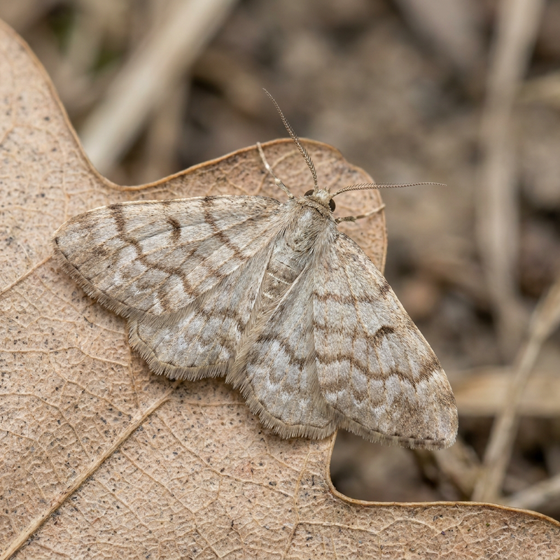 Papillon nain à rayures brunes
