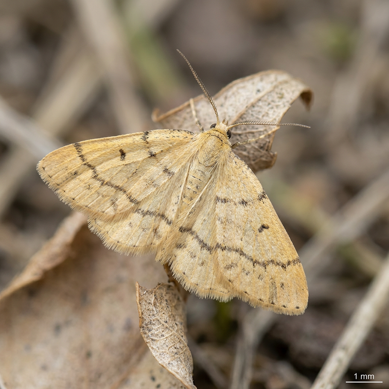 Papillon vivace à larges bandes