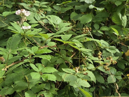 Mûres — Bild 5