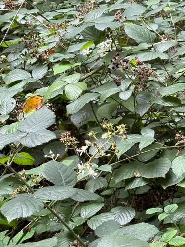 Mûres — Bild 4