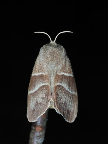 Papillon de la mûre — Bild 5