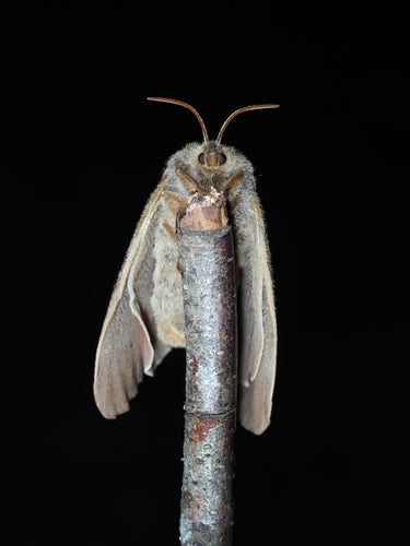 Papillon de la mûre — Bild 4