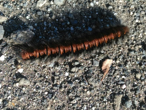 Papillon de la mûre — Bild 2