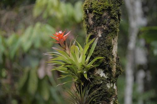 Broméliacées — Bild 4