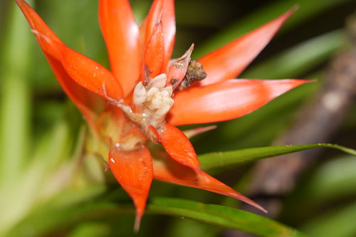 Broméliacées — Bild 5