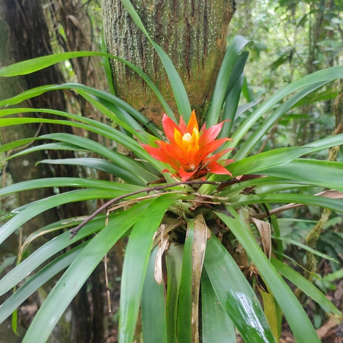 Broméliacées — Bild 1