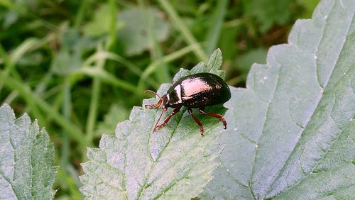 Coléoptère du bronze — Bild 5