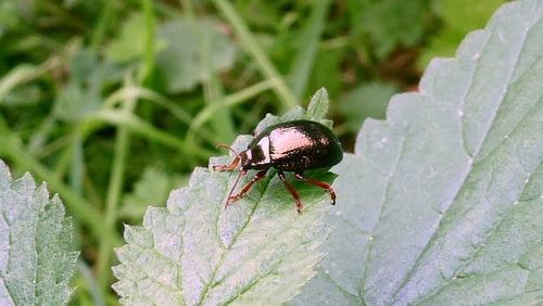 Coléoptère du bronze — Bild 4