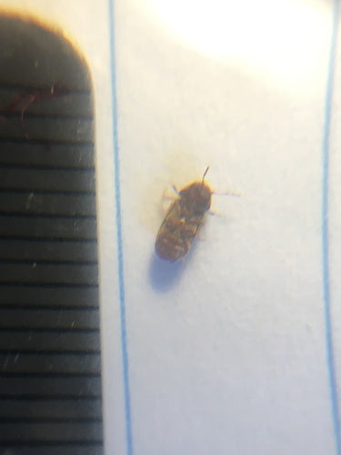 Coléoptère du pain — Bild 3