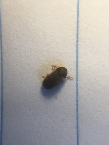 Coléoptère du pain — Bild 4