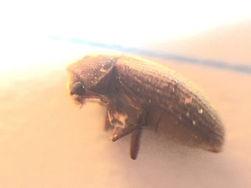 Coléoptère du pain — Bild 3