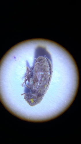 Coléoptère du pain — Bild 1
