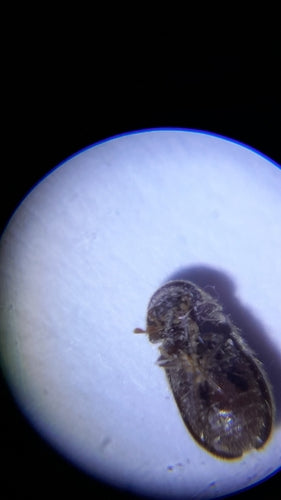 Coléoptère du pain — Bild 2