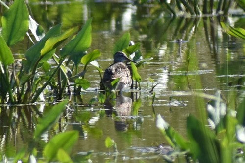 Bécasseau des bois — Bild 5