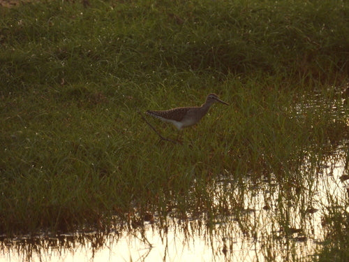 Bécasseau des bois — Bild 2