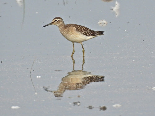 Bécasseau des bois — Bild 4