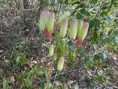 feuille de couvain — photo 4 sur 8