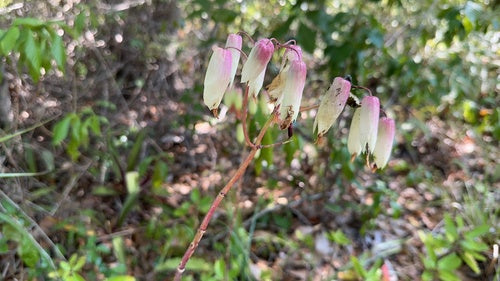 feuille de couvain — photo 3 sur 8