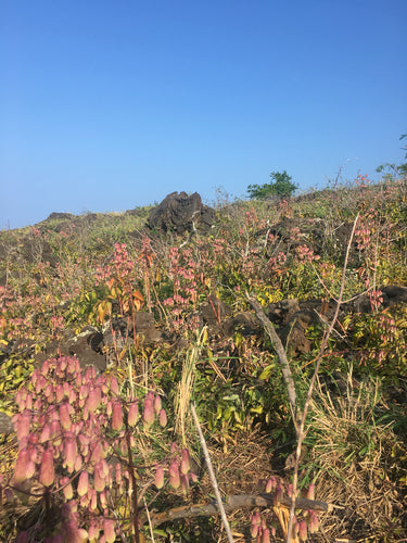 feuille de couvain — photo 1 sur 8