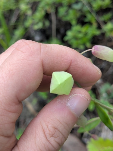 feuille de couvain — Bild 4