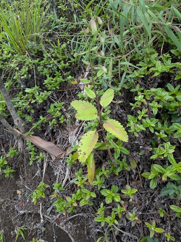 feuille de couvain — Bild 2