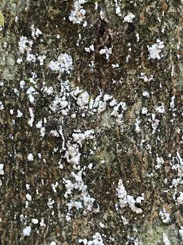 Cochenille du hêtre — photo 2 sur 9