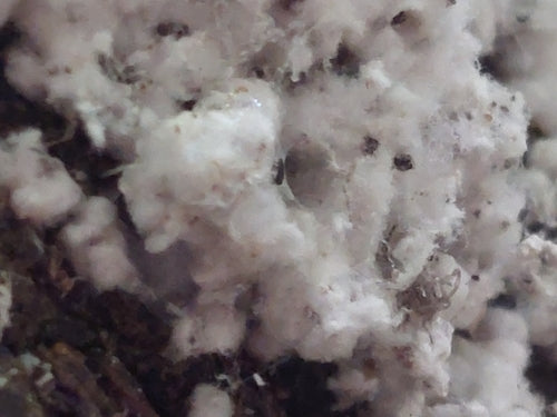 Cochenille du hêtre — photo 5 sur 9
