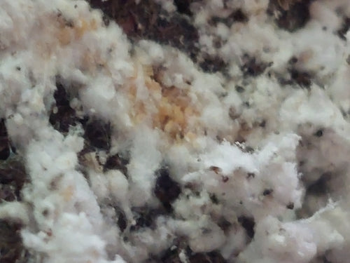 Cochenille du hêtre — photo 4 sur 9