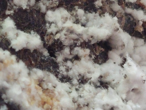 Cochenille du hêtre — photo 3 sur 9