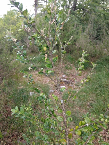 Buis — Bild 5