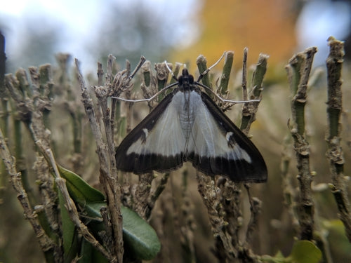 Foreur du buis — Bild 5