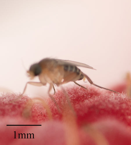 Mouche à bosse — Bild 2
